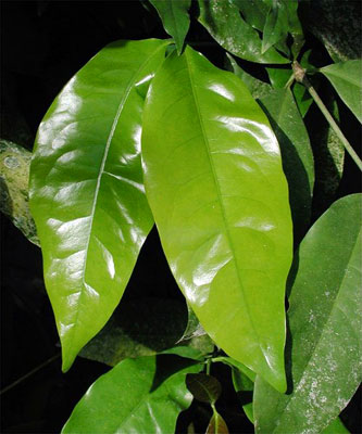 معرفی و راهنمای پرورش درختان میوه - ملینجو